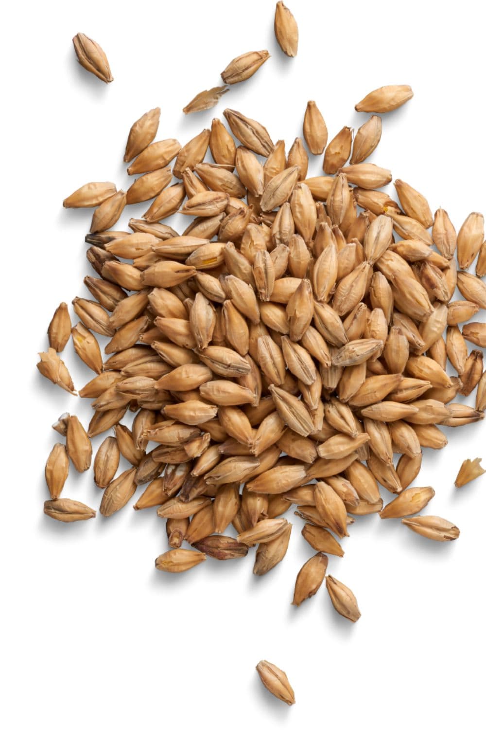 Jav (Barley)
