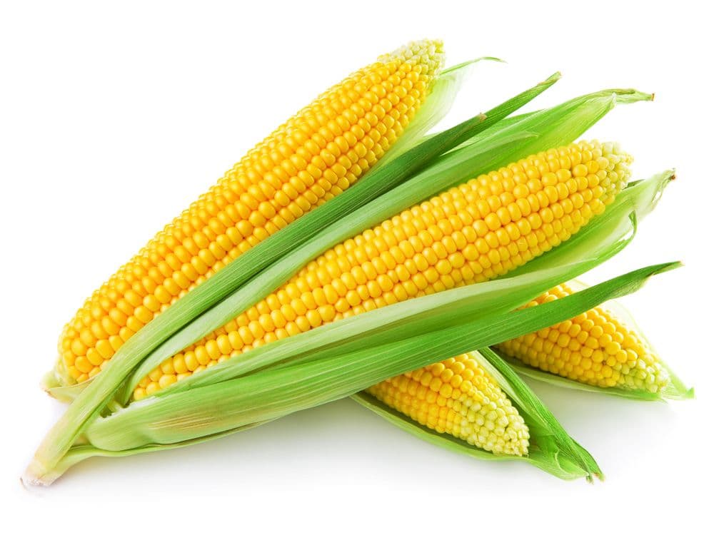 Corn (Maize)