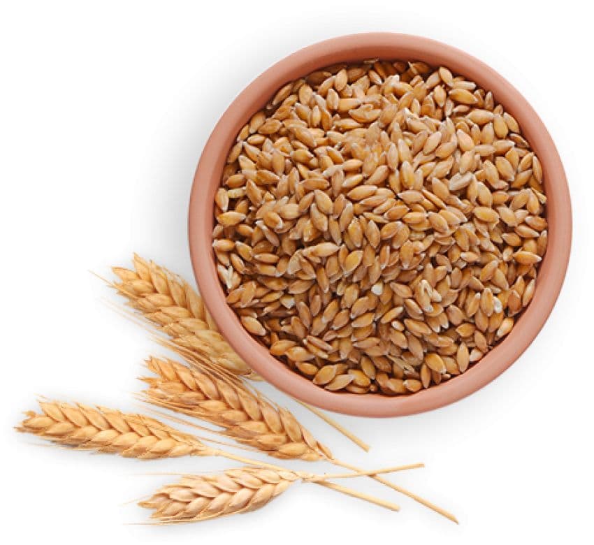 Gau (Wheat)